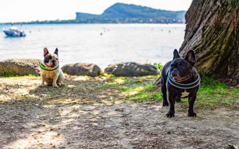 Camping med hund 🐶 | Gardasøen | Europa Silvella Silvella
