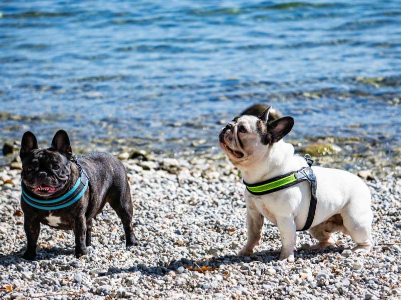 Chiens au bord du lac
