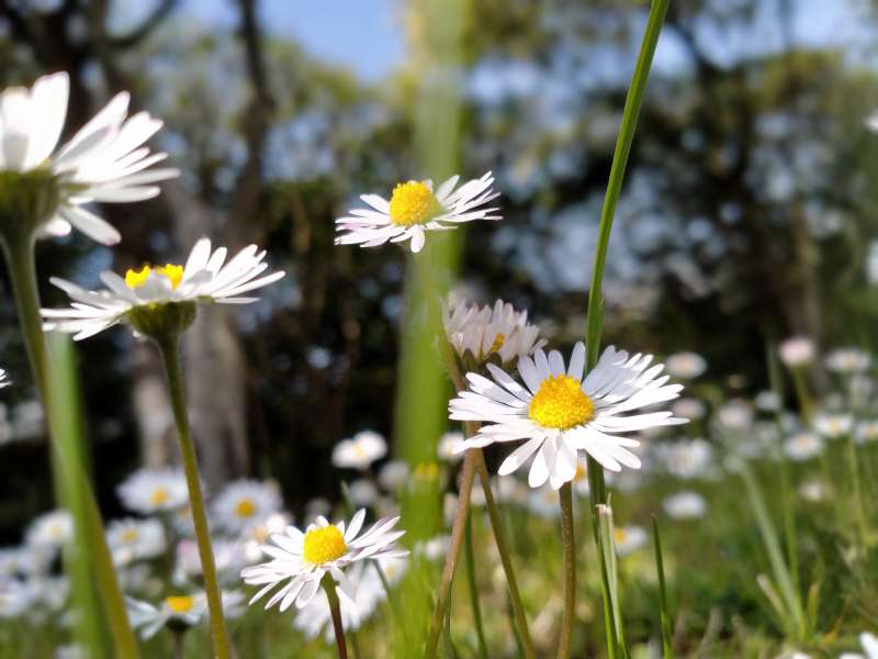 Urlaub | Gardasee | Campingplatz | Frühling