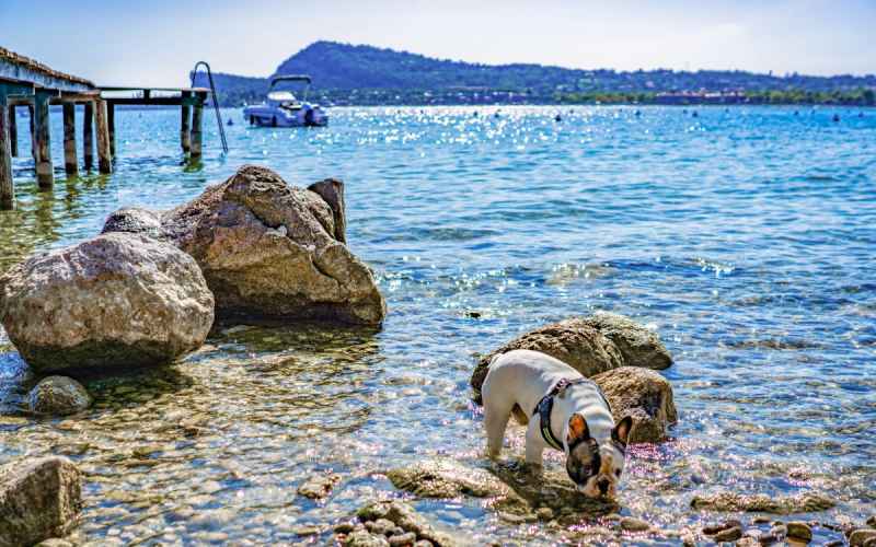Camping med hund 🐶 | Gardasøen | Europa Silvella Silvella