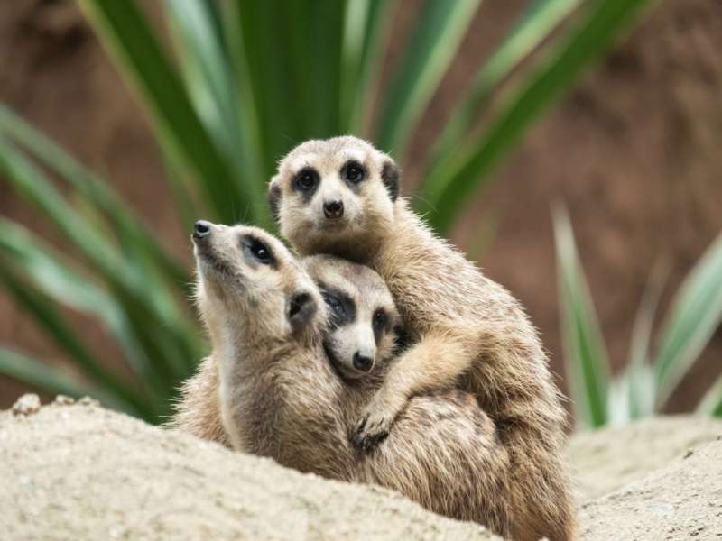 Camping Gardameer attractieparken Zoo 