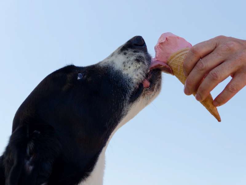 Hund isst Eiscreme