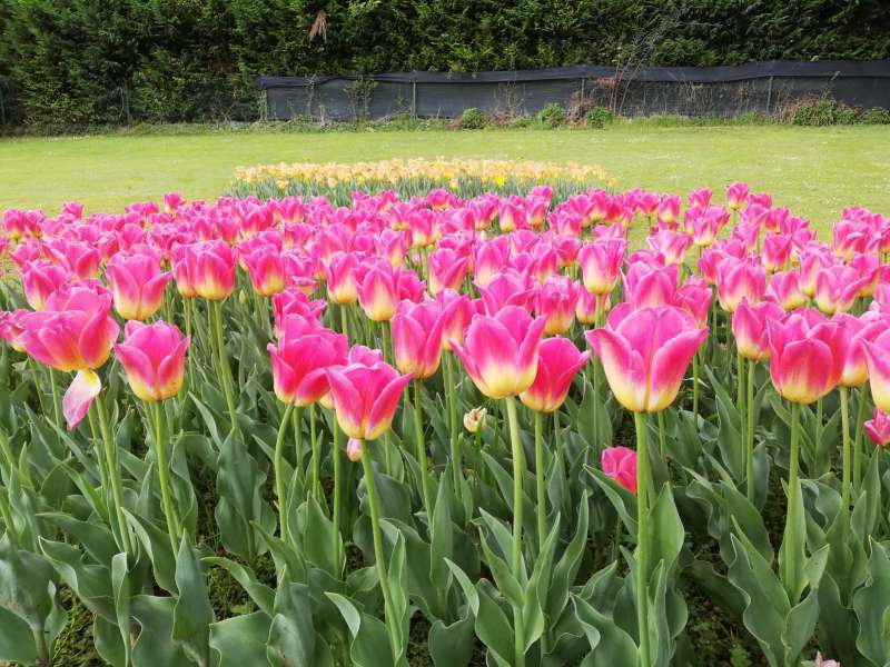 Botanische Gärten Gardasee Tipps 